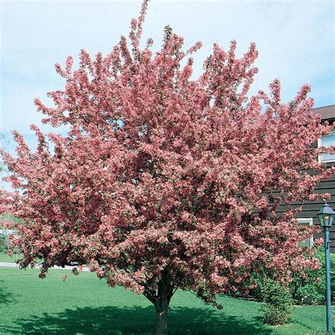 Indian magic crabapple for aale